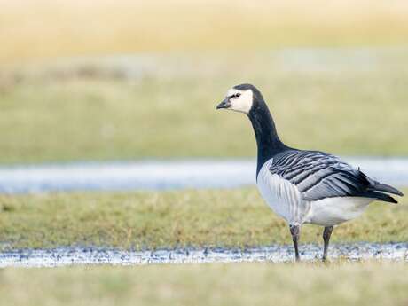 Sortie ornithologique