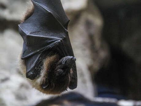 Les rendez-vous nature - Chauve-souris et compagnie