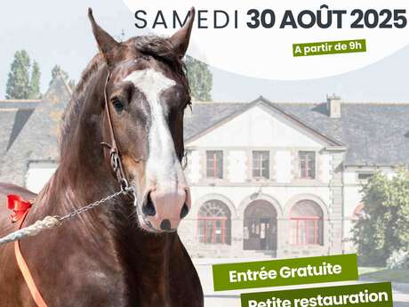 Concours départemental du cheval breton