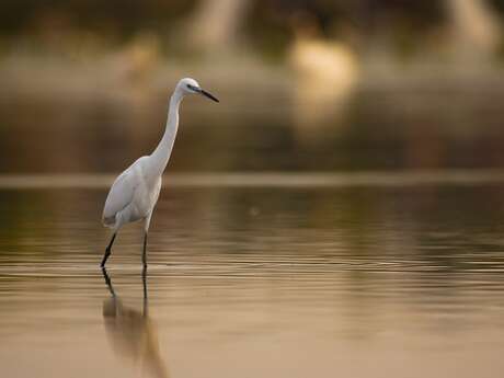 Sortie ornithologique