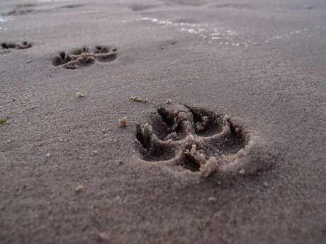 Traces et indices, Le Sherlock des terriers
