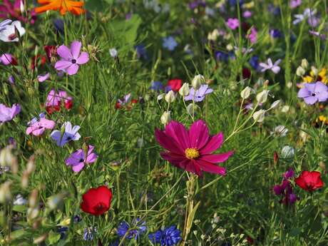 Exposition - Qui pollinise mon jardin ?