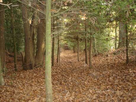Enquête nature… en forêt Enquête nature… en forêt