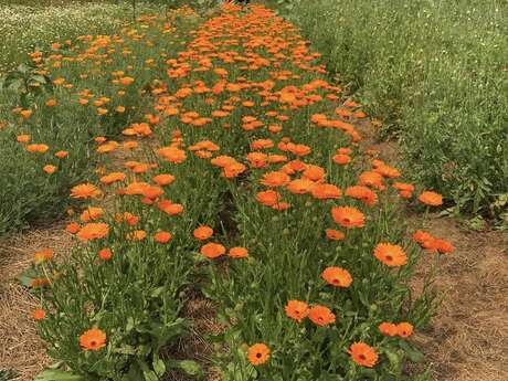 Visite du jardin de plantes médicinales et aromatiques
