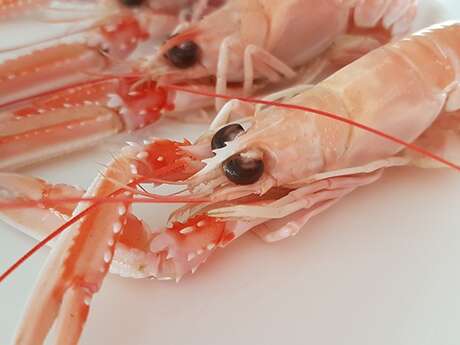 Grand concours de dessins, peintures, collages - Dessine moi une langoustine