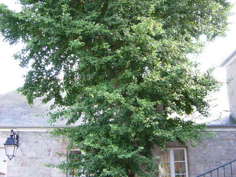 Ginkgo Biloba