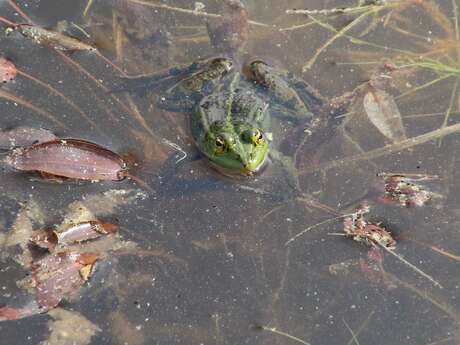 Ces reptiles ssssurprenants