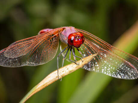 Expo - Insectes au soleil