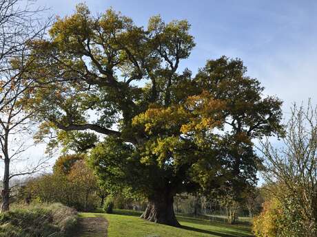 Chêne pédonculé (Quercus robur) à Hénanbihen