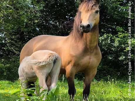 Concours inter-régional Poney Connemara Bretagne