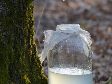 Découverte de la sève de bouleau !