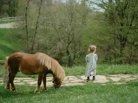 Baby poney