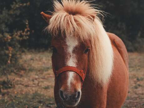 Baptèmes de poney