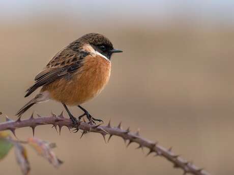 Mobile gourmand pour oiseaux