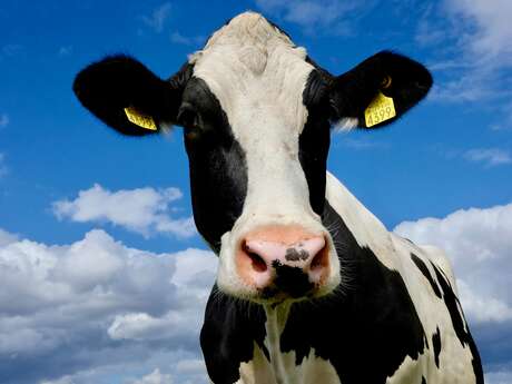 La production laitière en Bretagne : histoire d'une vacherie !