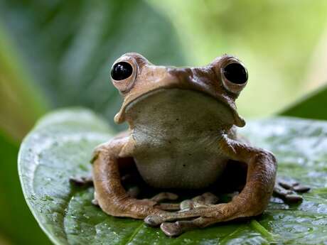 Sortie nature - Fréquence Grenouille