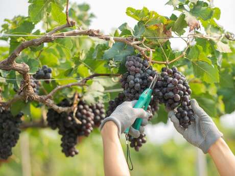 Les Capsules de La Compagnie - Vendanges en Utopie
