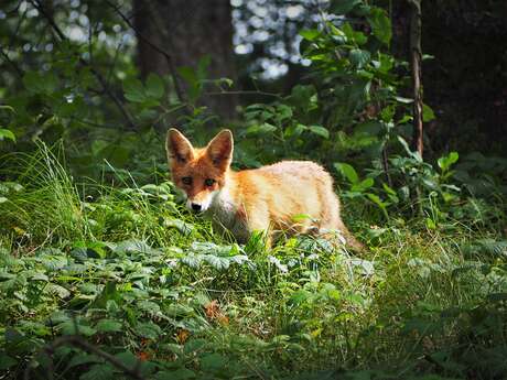Exposition : Les mammifères de Bretagne