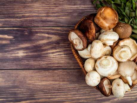 Conférence UTL : Et si les champignons n'existaient pas ? Conférence UTL : Et si les champignons n'existaient pas ?