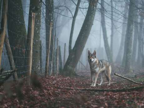 Projection film documentaire - Loup y es-tu ?