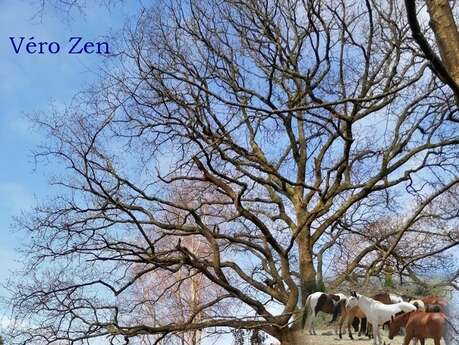 Véro Zen