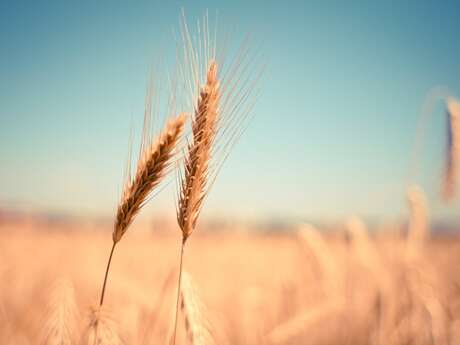Visite animée : "Du grain à la farine" - REPORTÉE Visite animée : "Du grain à la farine" - REPORTÉE