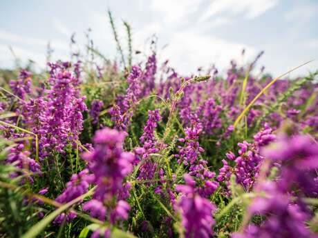 Activité « Rencontr’& vous » : A la découverte des Landes de La Poterie : balade nature et dispositif créatif