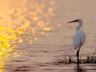 Sortie nature - Observation des oiseaux