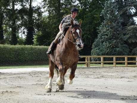 Approbation Chevaux Bretons