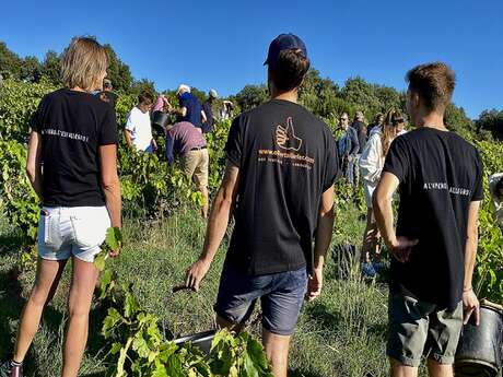 BALADE VIGNERONNE DES VENDANGES