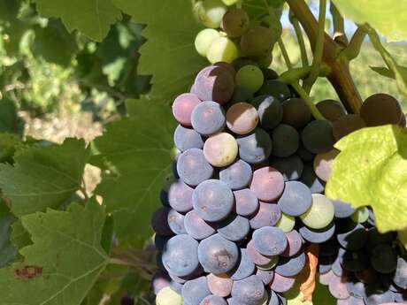 VINS DÉGUSTER AU MAZET GRAIN D’L