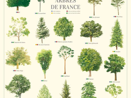 BALADE BOTANIQUE "LES ARBRES ONT UNE HISTOIRE"