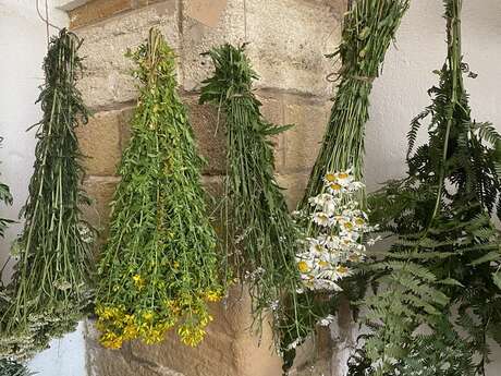 ATELIER DES PLANTES DE PALMIRA : HILDEGARDE DE BINGEN
