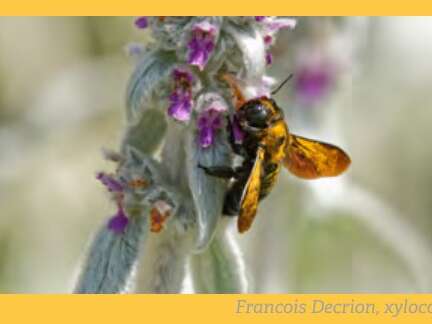 CONCOURS PHOTO " L'EAU, LA FAUNE ET LA FLORE QUI L'ACCOMPAGNENT"