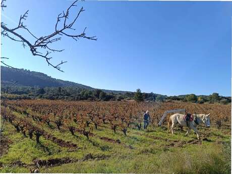 DOMAINE PEIRA CLARA
