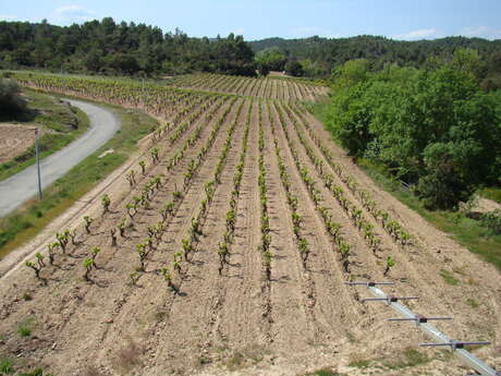 DOMAINE ANNE ALLIÉ