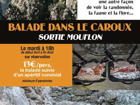 BALADE DANS LE CAROUX SORTIE MOUFLONS