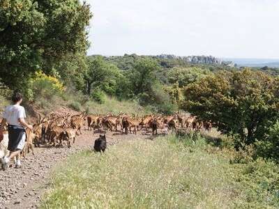 GAEC LA FERME DU MAS ROLLAND