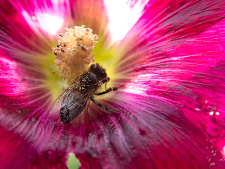 AUTOUR DES ABEILLES