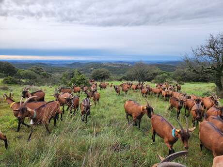GAEC LA FERME DU MAS ROLLAND