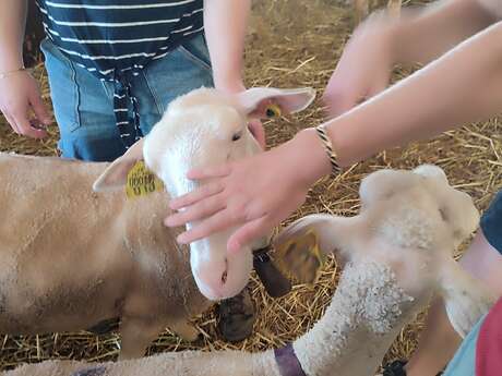 LES MERCREDIS AU PAYS : FERME DU LICIDOU  - 17 JUIN 2026 - 15 H