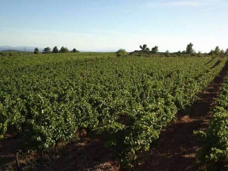 DOMAINE PECH DE LUNE