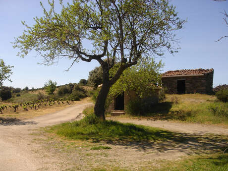 RANDONNÉE ROQUESSELS LE CASTRUM VARIANTE COURTE