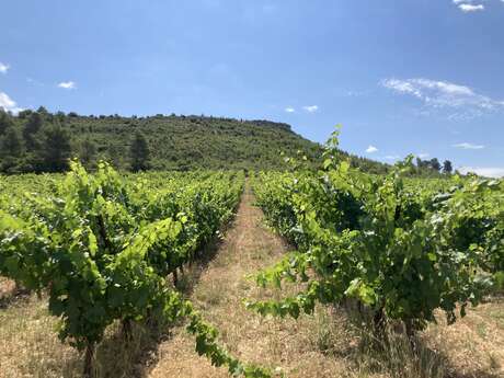 DOMAINE COMBE DE SALAN
