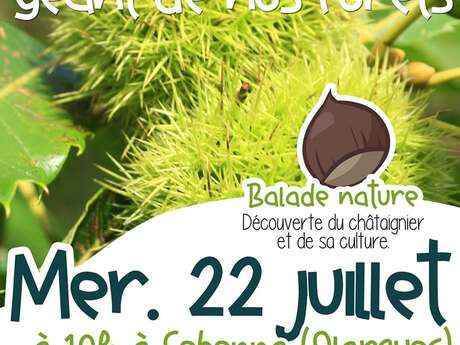 BALADE NATURE : LE CHÂTAIGNIER, GÉANT DE NOS FORÊTS !
