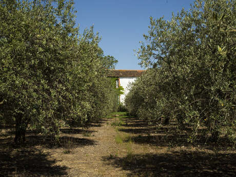 DOMAINE CHATEAU COUJAN