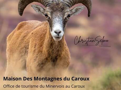 LES MOUFLONS DU CAROUX