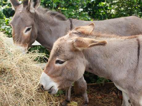 LES MERCREDIS AU PAYS EN GRAND ORB : LA VALLEE DES Z'ANES - 5 AOUT 2026 - 10H00
