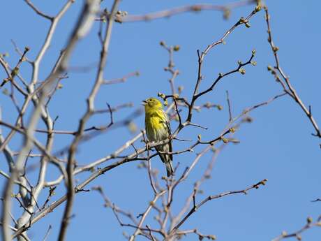 LPO : ÉCOUTE ET OBSERVATION DES OISEAUX