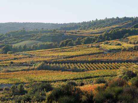 RANDONNÉE LE PUECH DE LA VIGNE NÈGRE